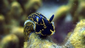 Scuba Diving Insurance Prices
