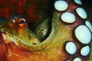 Marine Life In Gran Canaria Whilst Scuba Diving