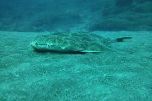 Marine Life In Gran Canaria Whilst Scuba Diving