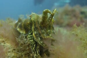 Marine Life In Gran Canaria Whilst Scuba Diving