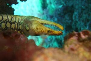 Marine Life In Gran Canaria Whilst Scuba Diving