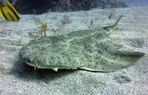 Marine Life In Gran Canaria Whilst Scuba Diving