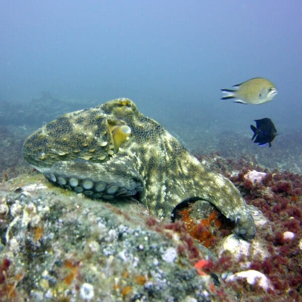 PADI Open Water Gran Canaria