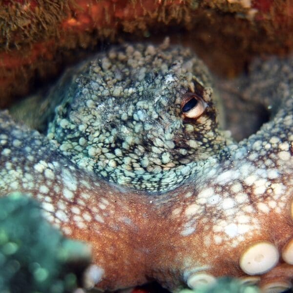 An octopus during a discover scuba diving experience in Gran Canaria