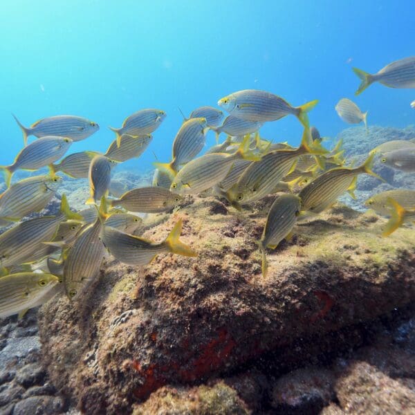 School of fish while Try Scuba Diving in Gran Canaria